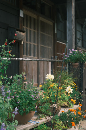 Potted plants on a wooden deck with a traditional wooden building in the background