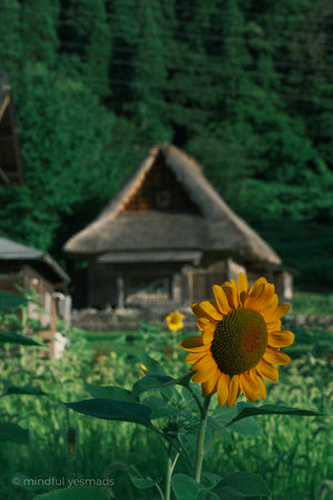 Sunflower in a field with traditional wooden houses and trees in the background