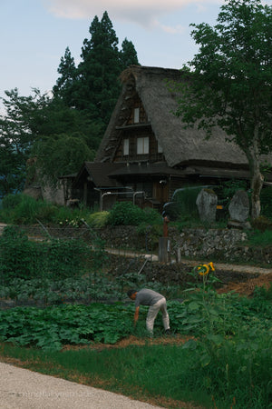 Person tending to a garden in front of a traditional thatched-roof house.