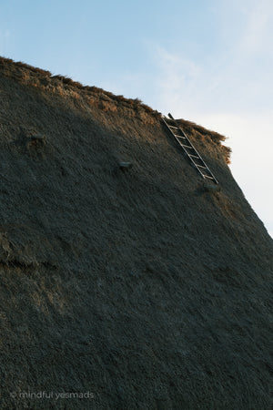 Ladder propped against a thatched roof on a clear day