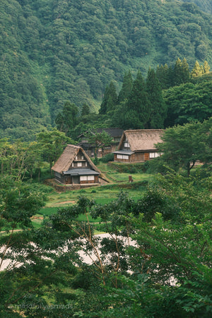 Traditional thatched-roof houses nestled in a lush green forest