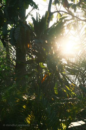 Sunlight filtering through tropical foliage