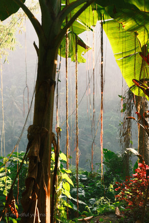 Tropical forest with large green leaves and misty background
