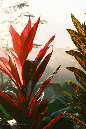 Tropical plants with red and green leaves against a misty background