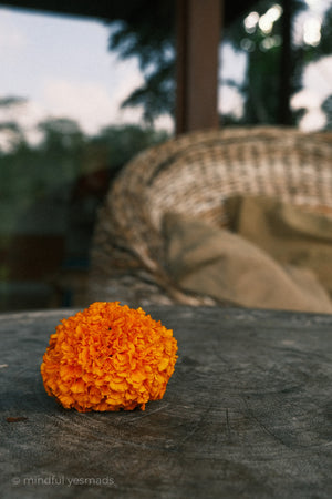 Orange marigold flower on a wooden surface with blurred background