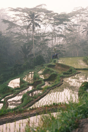 Rice terraces with trees and fog in the background