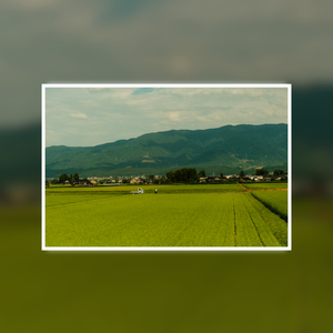 Fields of Simplicity